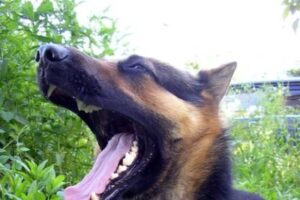 Des Moines Dog Bite Lawyers