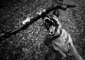 dog bite lawyer in Adel, IA